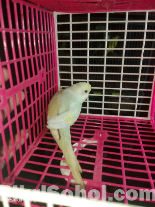 Budrigar